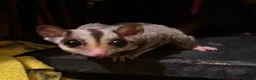 Sugar Glider rodents for sale: Sugar gliders  - Advert 2