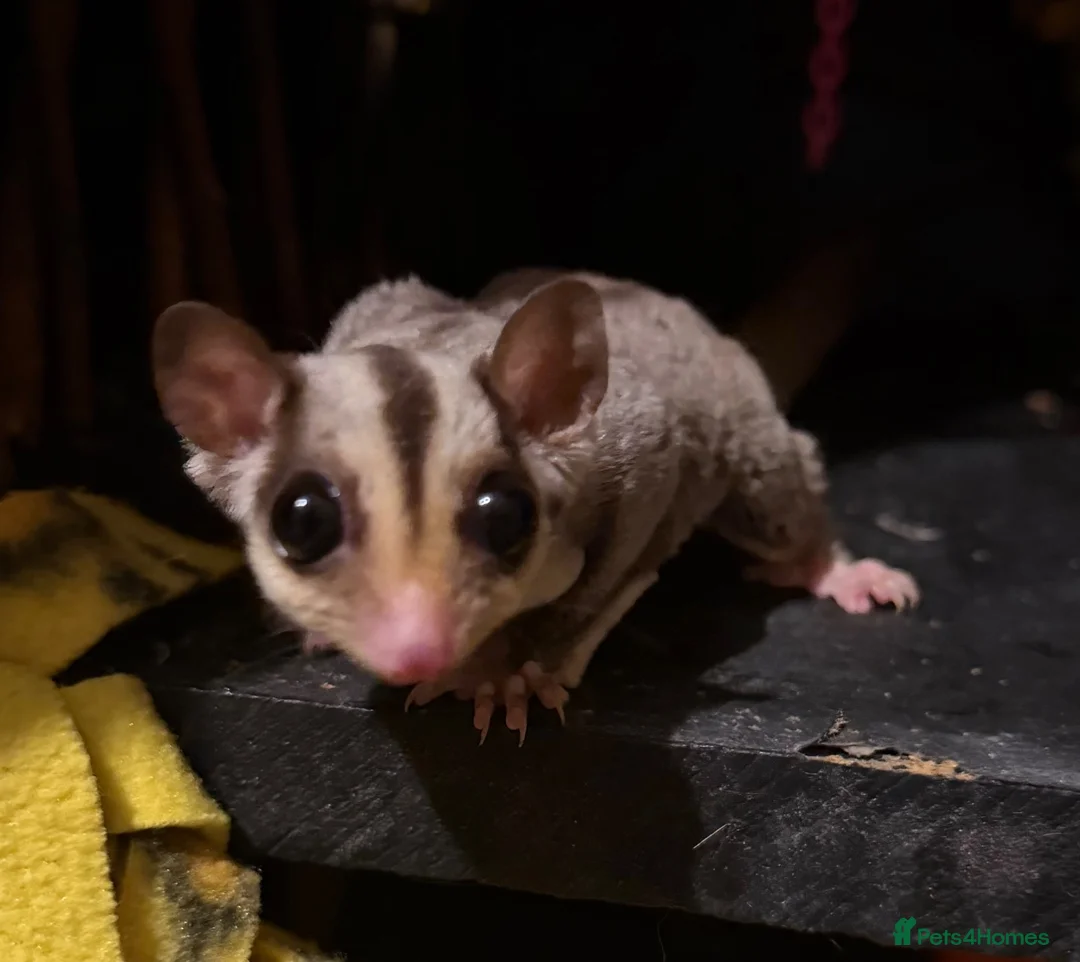 Sugar Glider rodents for sale: Sugar gliders  - Advert 2