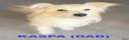 Mixed Breed dogs for sale: Beautiful Shorkie-Poo / Pom-Poo Puppies - Advert 6