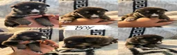 Shepsky dogs for sale: Puppies for sale - Advert 6