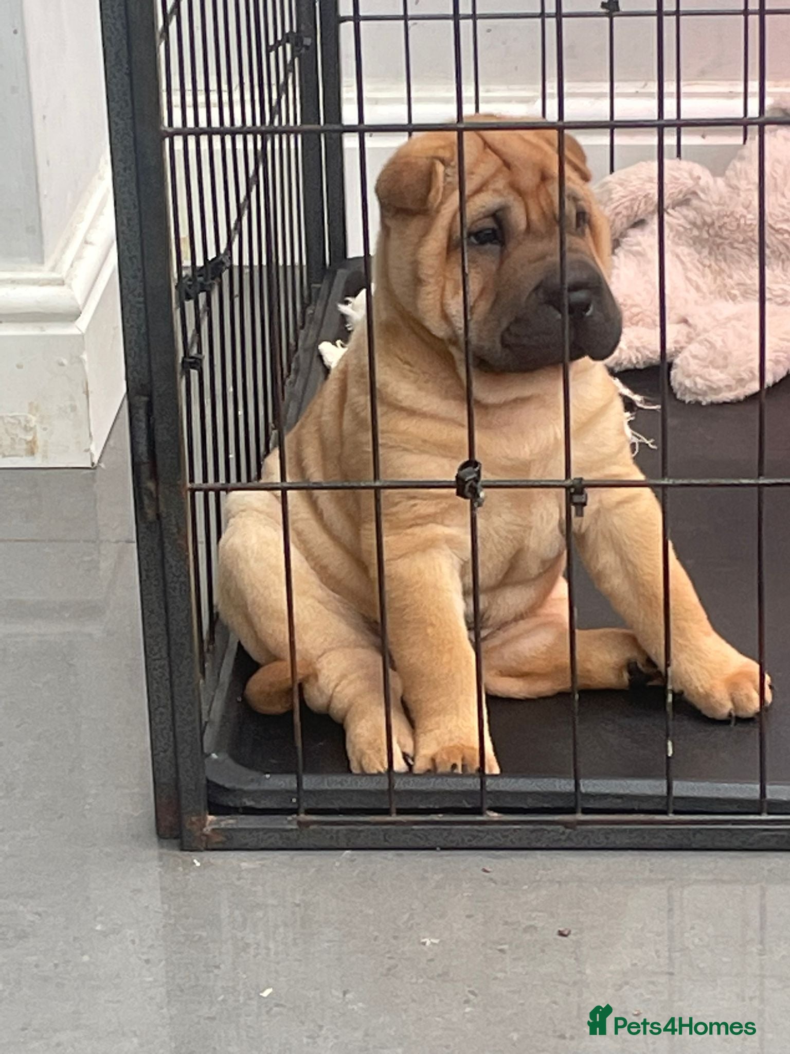 Shar Pei dogs Shar pei puppies - Advert 15