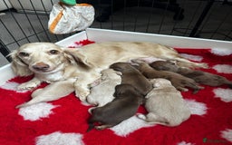 Miniature Dachshund dogs for sale: Top quality long haired miniature dachshunds  - Image 7