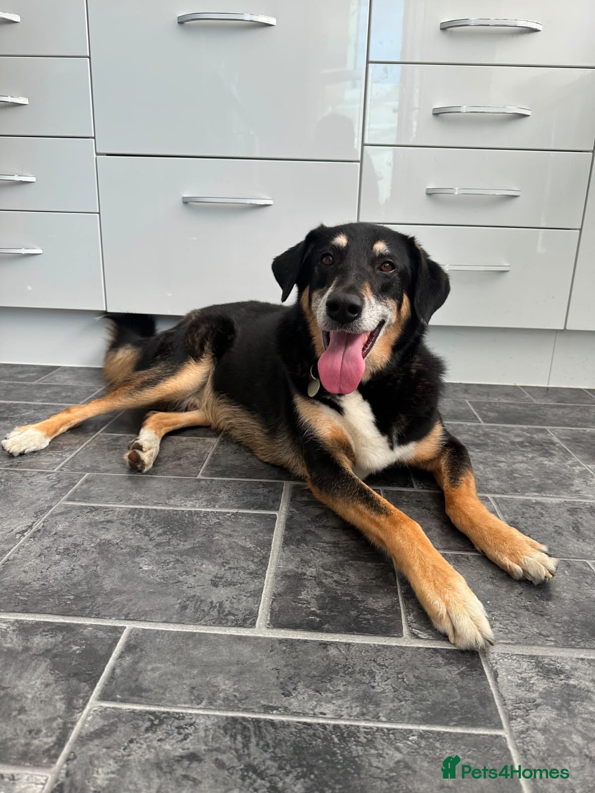Mixed Breed dogs Heartbreaking rehome for BINGO - Advert 1
