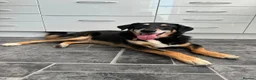 Mixed Breed dogs for adoption: Heartbreaking rehome for BINGO - Advert 1