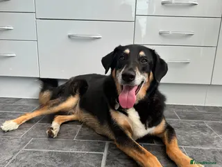 Mixed Breed dogs Heartbreaking rehome for BINGO - Advert 15