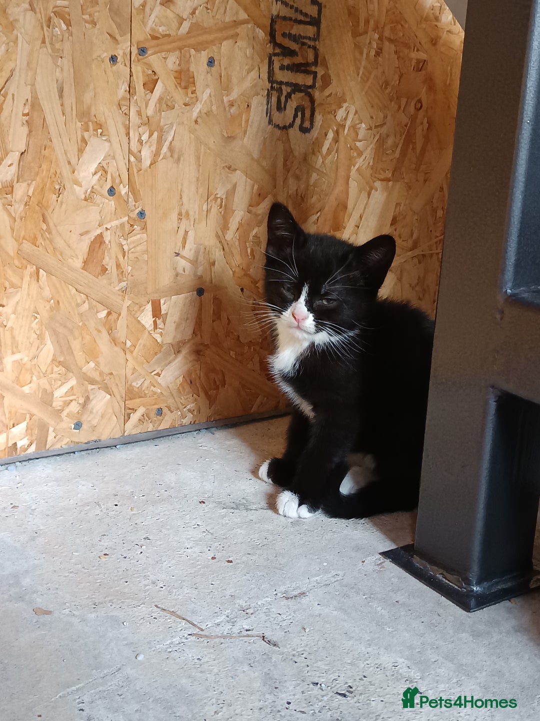 Mixed Breed cats for sale: The cat is ready for a new owner. - Image 7
