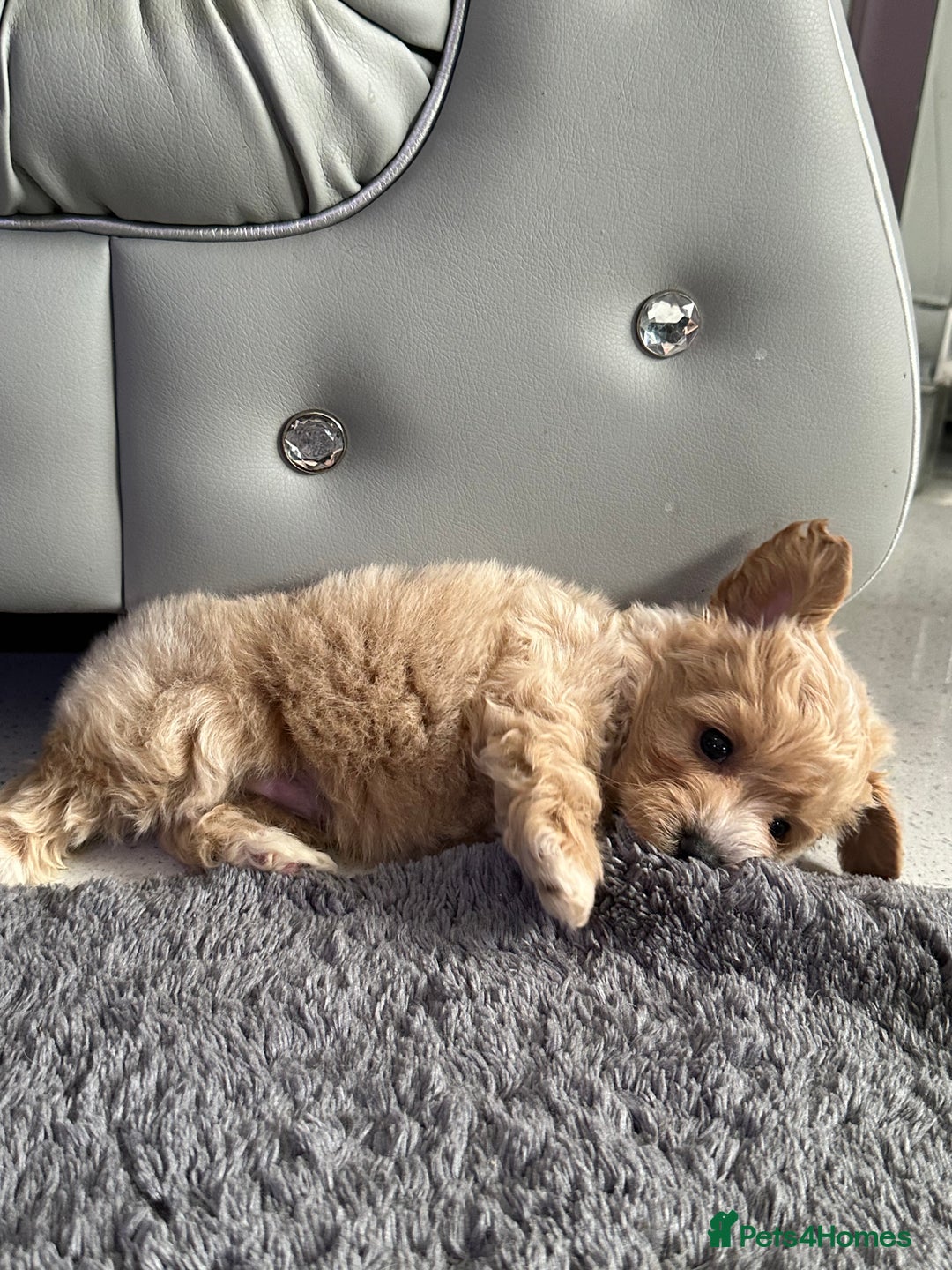 Maltipoo dogs for sale: Outstanding F1 Maltipoo Puppies - Image 1