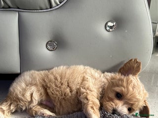 Maltipoo dogs - Advert 18