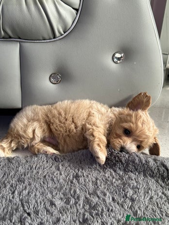 Maltipoo dogs - Advert 10