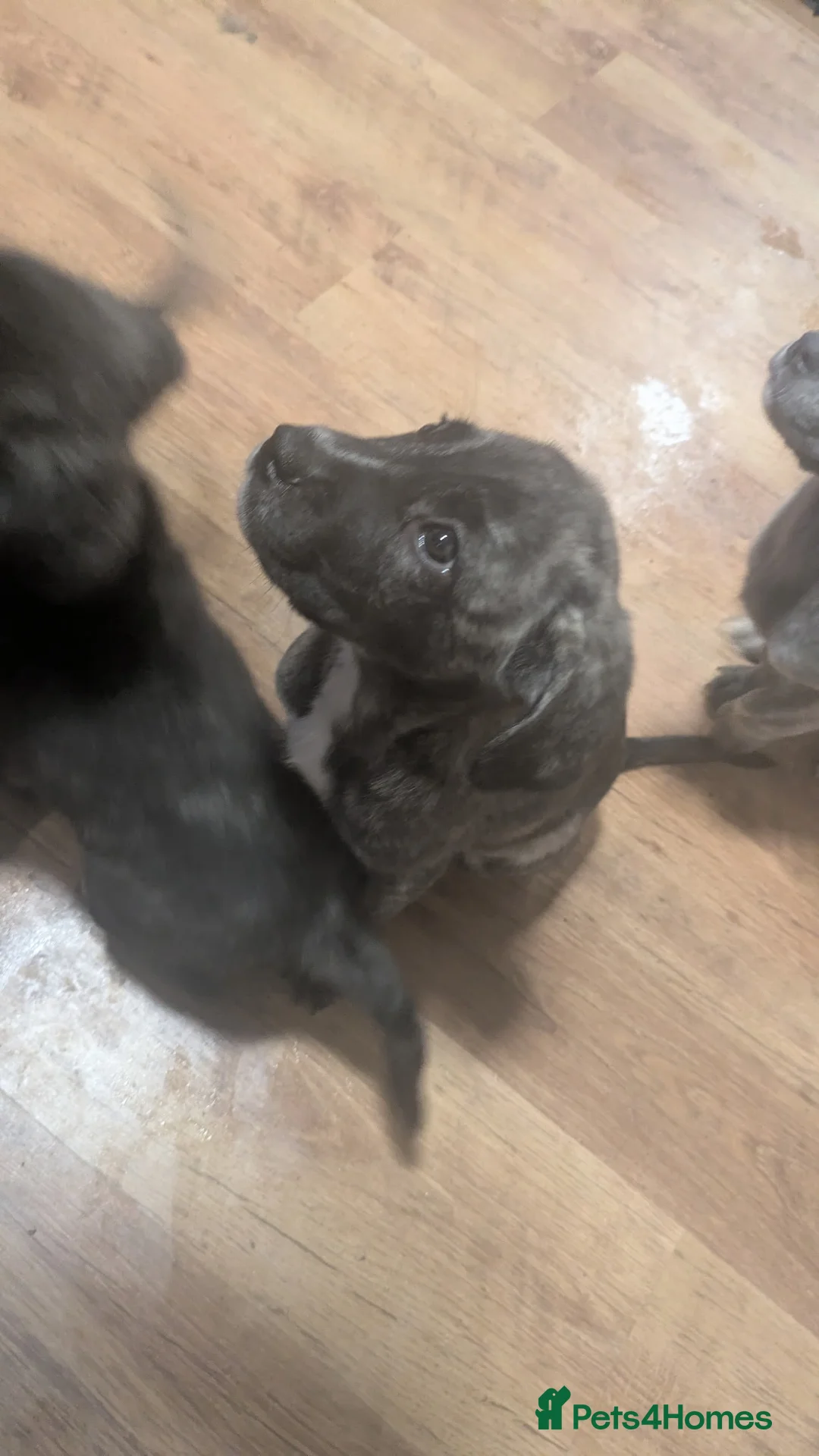 Mixed Breed dogs for sale: Cane corso X Alaskan malamute puppies - Advert 2