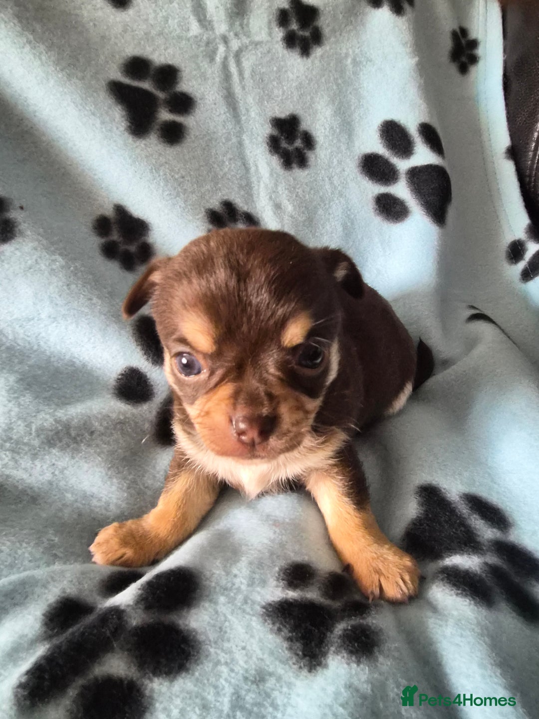 Chihuahua dogs for sale: Chihuahua puppies - Advert 2
