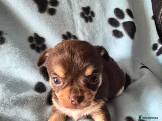 Chihuahua dogs Chihuahua puppies - Advert 5