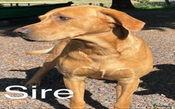 Labrador Retriever dogs for sale: Yellow/red Labrador puppies  - Image 21