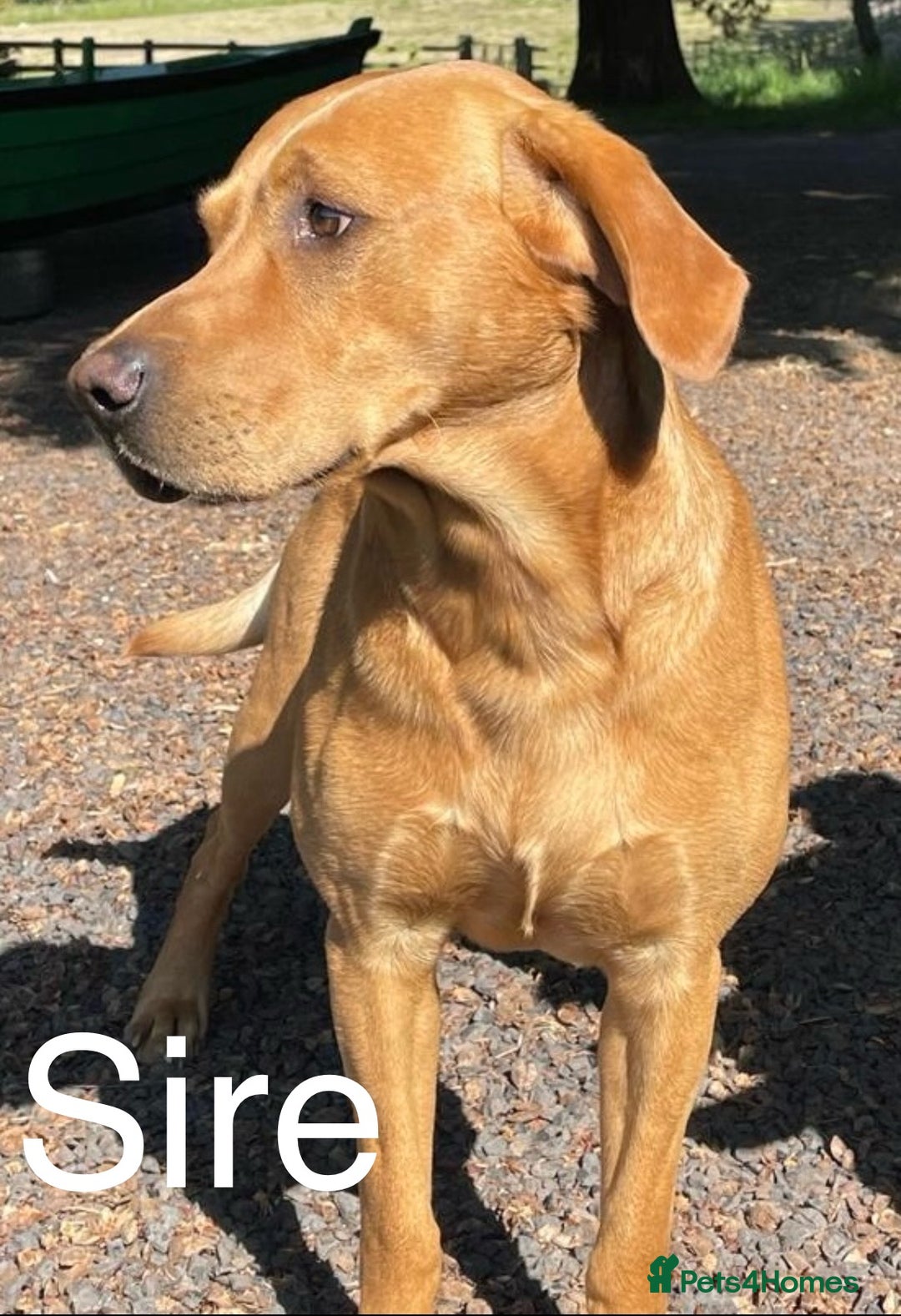 Labrador Retriever dogs for sale: Yellow/red Labrador puppies  - Image 21