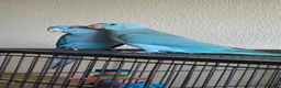 Ringnecks birds for sale: Female IRN for sale - Advert 4