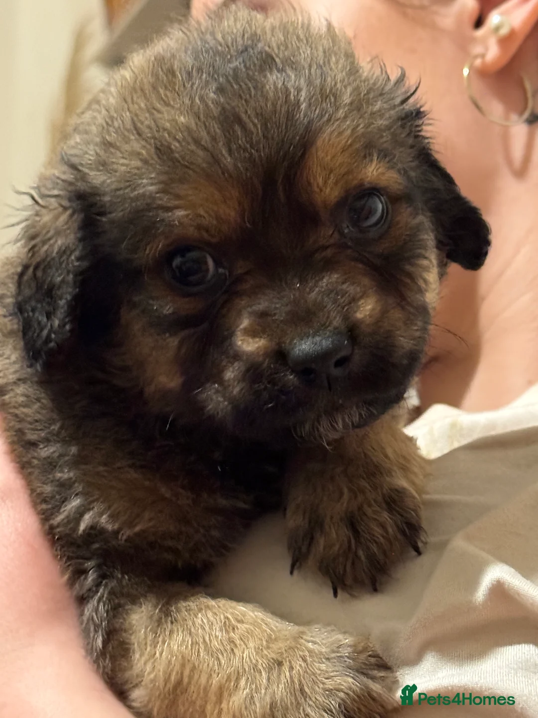 Mixed Breed dogs for sale: Rottweiler cross puppies - Advert 25