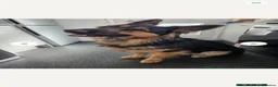 German Shepherd dogs for stud: Axel, German Shepherd🐾 - Advert 3