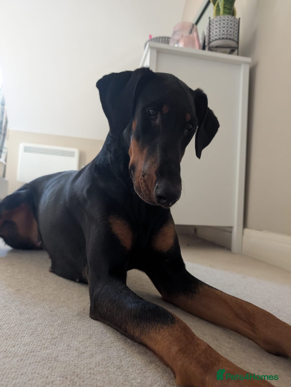 Dobermann dogs Willow - Advert 8