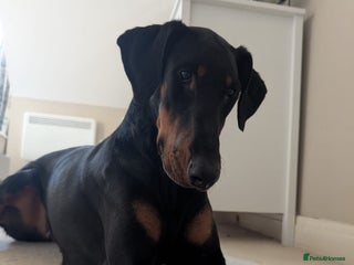 Dobermann dogs for sale - Advert 1