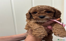 Cavapoo dogs for sale: ❤️ F1B CAVAPOOS 5* health checked ❤️ - Image 18