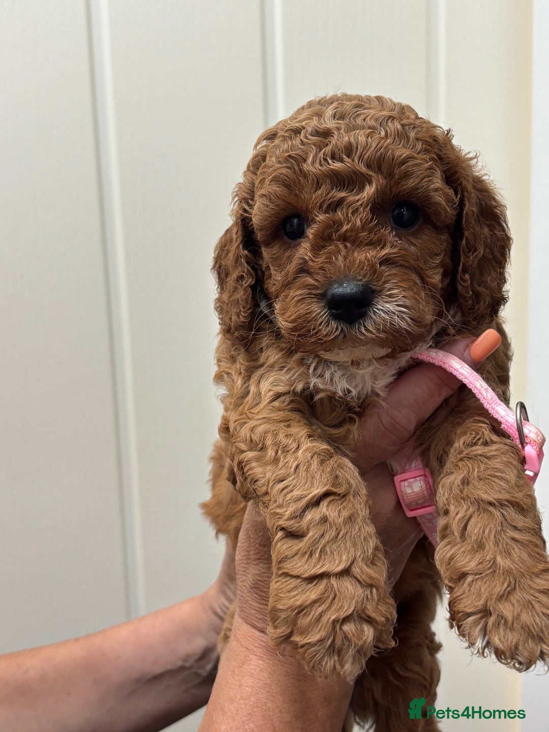 Cavapoo dogs for sale: ❤️ F1B CAVAPOOS 5* health checked ❤️ - Image 18