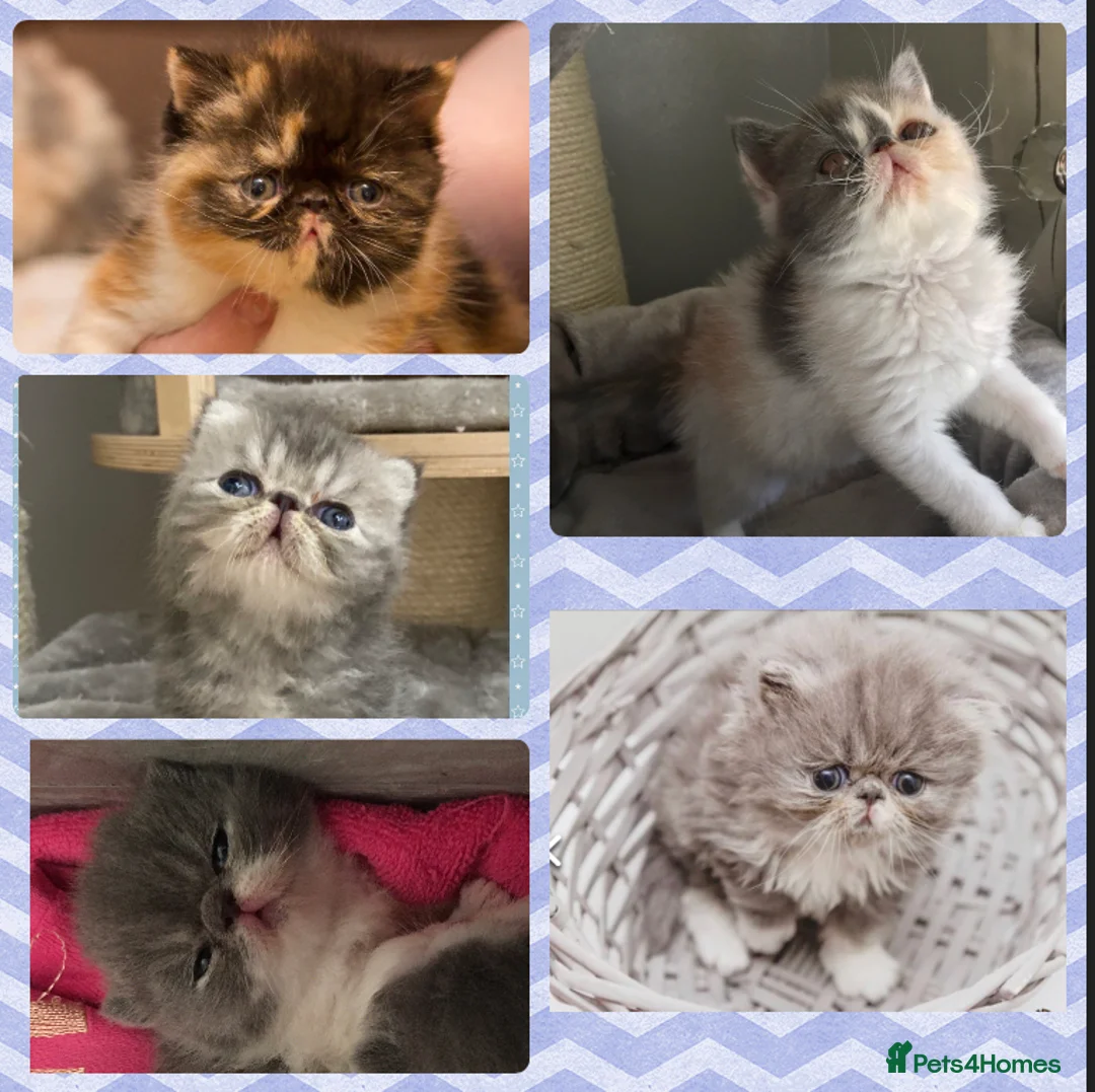 Exotic cats for stud: 🔥 CREAM TABBY PROVEN STUD EAST MIDLANDS 🔥 - Advert 8