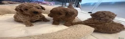 Toy Poodle dogs for sale: Gorgeous Toy Poodle Looking for Their Forever Home - Advert 16