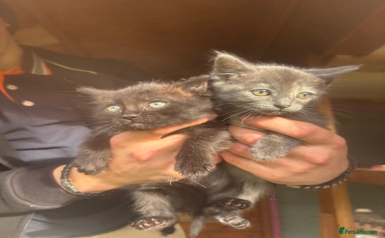 Domestic Shorthair cats - Advert 2