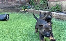 German Shepherd dogs for sale: gorgeous kc reg working blood line German Shepard  - Image 15