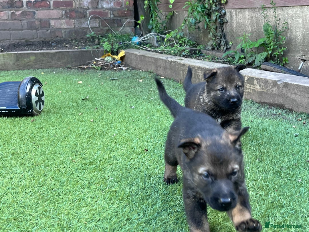 German Shepherd dogs for sale: gorgeous kc reg working blood line German Shepard  - Image 15