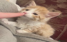 Mixed Breed cats for sale: 5 Fluffy Half Maine Coon kittens - Advert 21