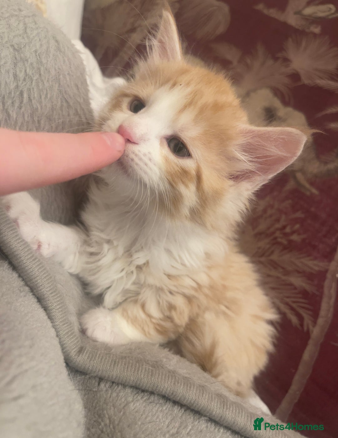 Mixed Breed cats for sale: 5 Fluffy Half Maine Coon kittens - Advert 21