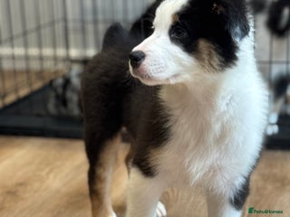 Australian Shepherd dogs - Advert 8