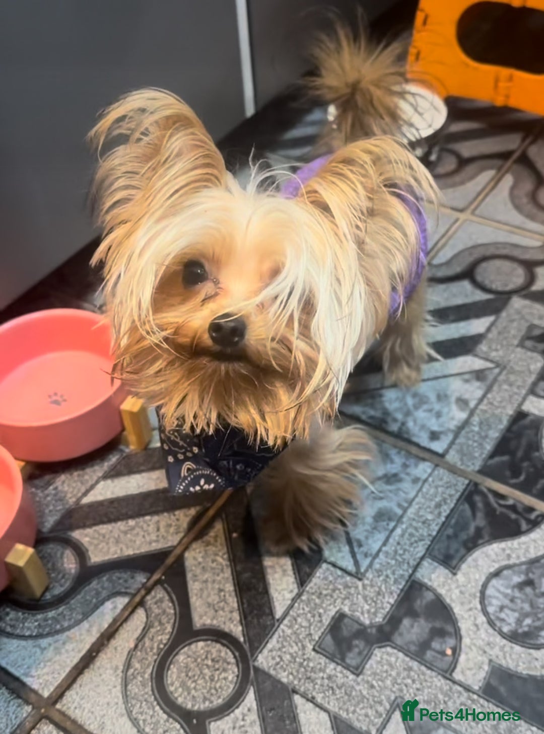 Yorkshire Terrier dogs for stud: Mini Gold dust Yorkshire terrier for stud in Dagenham - Image 4