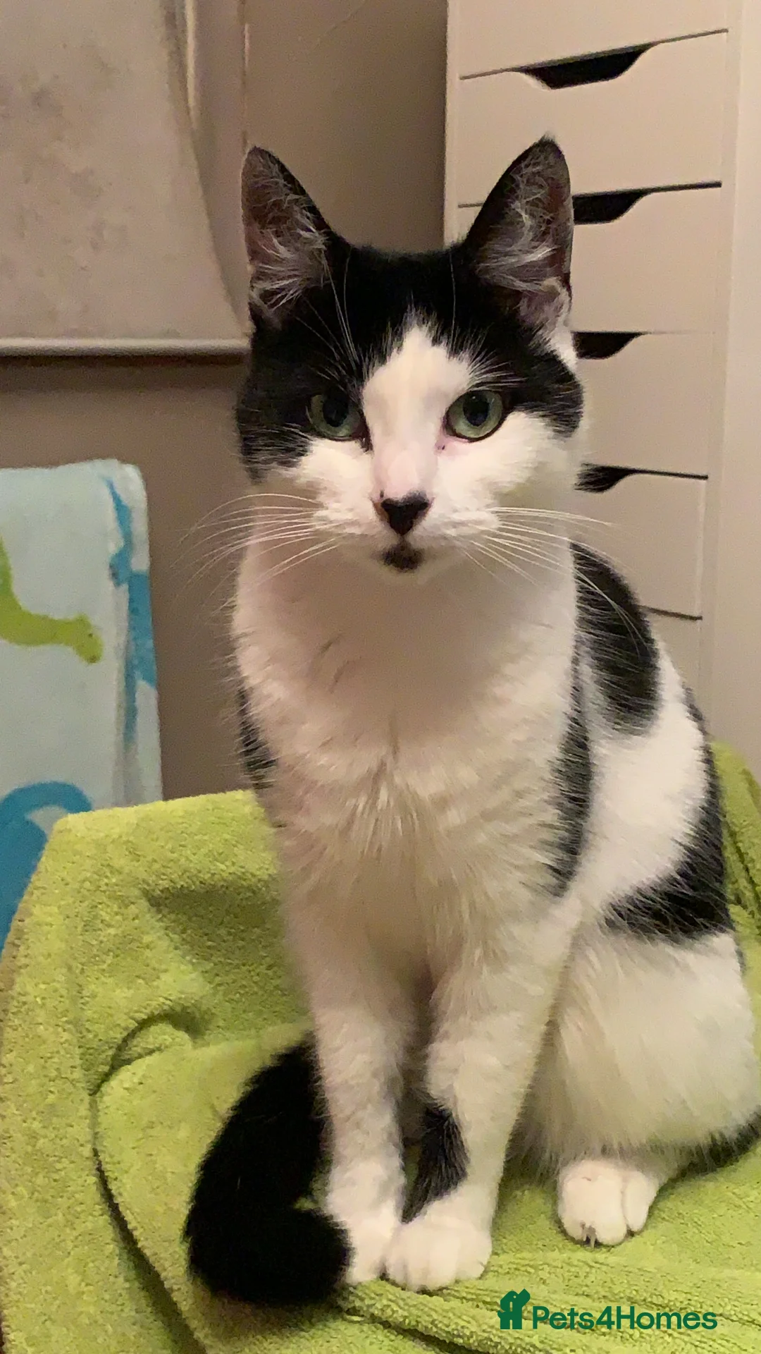 Mixed Breed cats for sale: 9 year old cat looking for a quiet home - Advert 2