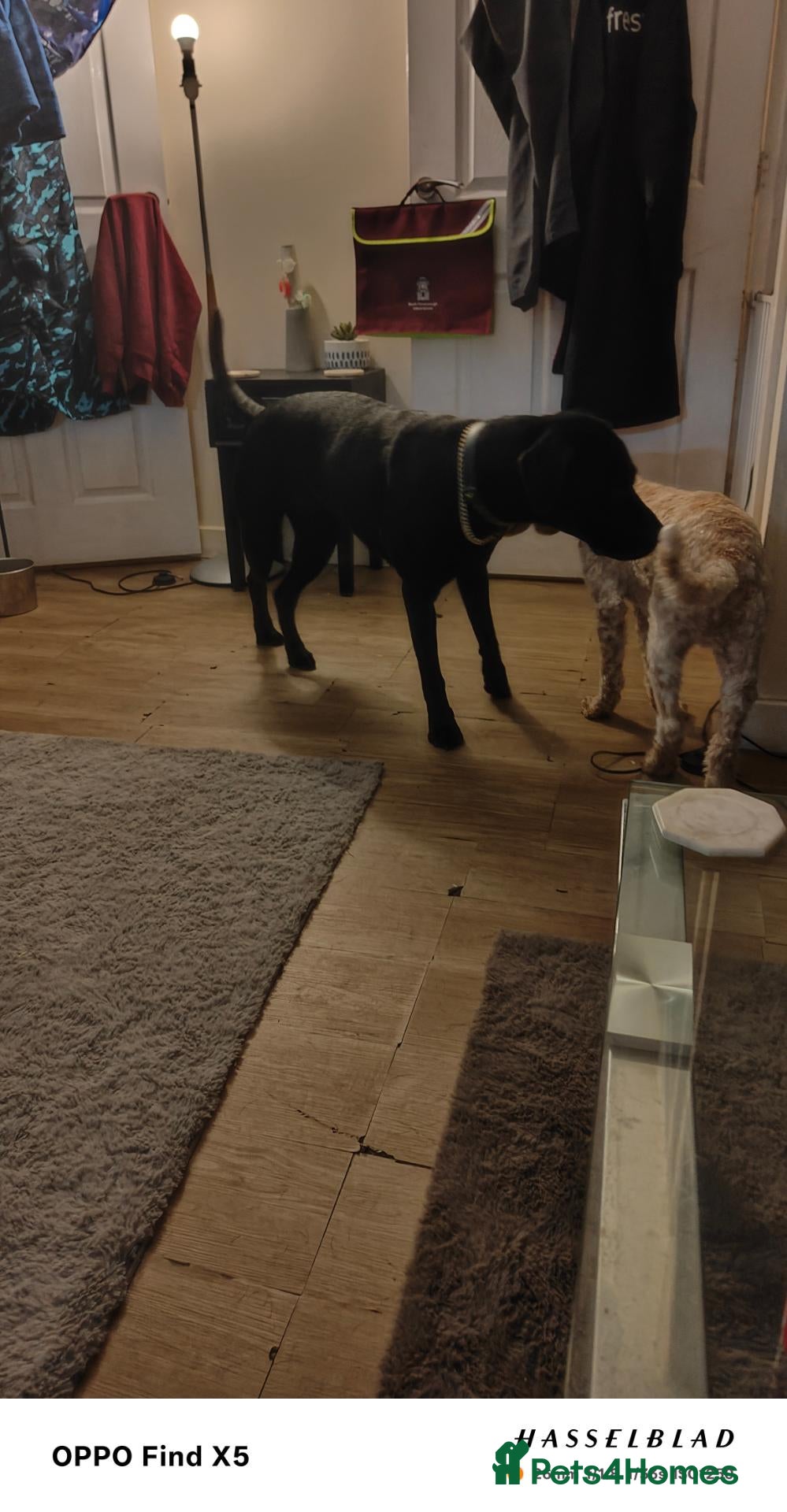 Labrador Retriever dogs 2  year old black Labrador  - Advert 2