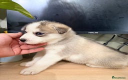 Siberian Husky dogs for sale: SIBERIAN HUSKY  - Image 19