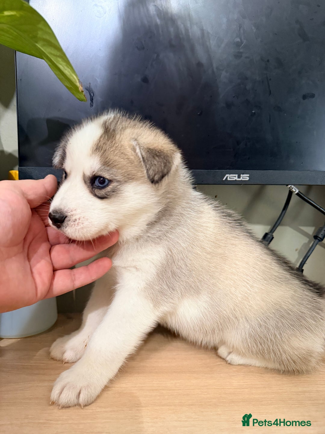 Siberian Husky dogs for sale: SIBERIAN HUSKY  - Image 19