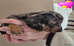 Miniature Dachshund dogs for sale: Looking for their forever 🏡 - Image 8
