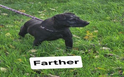 Patterdale Terrier dogs for sale: Patterdale Working Pups Ready To Go - Image 19