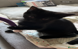 Mixed Breed cats for sale: Mother cat & her kittens wanting homes  - Image 10