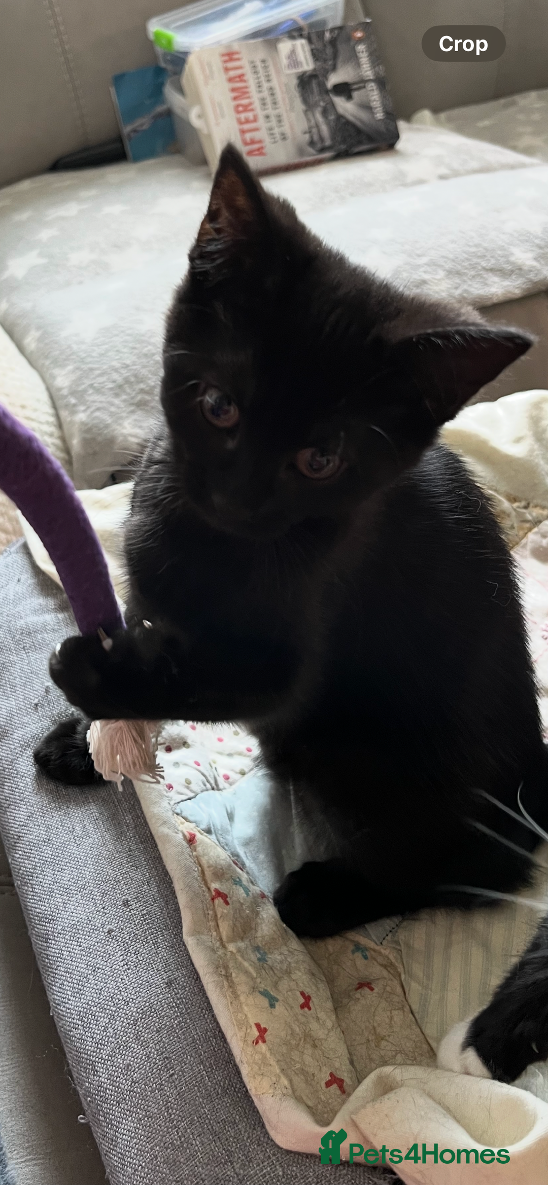 Mixed Breed cats for sale: Mother cat & her kittens wanting homes  - Image 10