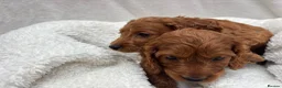 Cavapoo dogs for sale: Cavapoo puppies - Advert 13