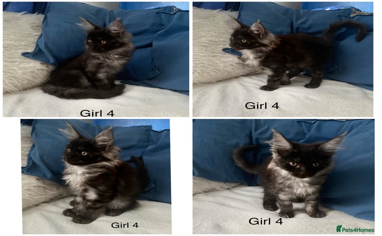 Maine Coon cats - Advert 2