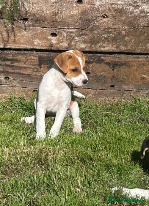 Jack Russell dogs Jack Russell puppies - Advert 2