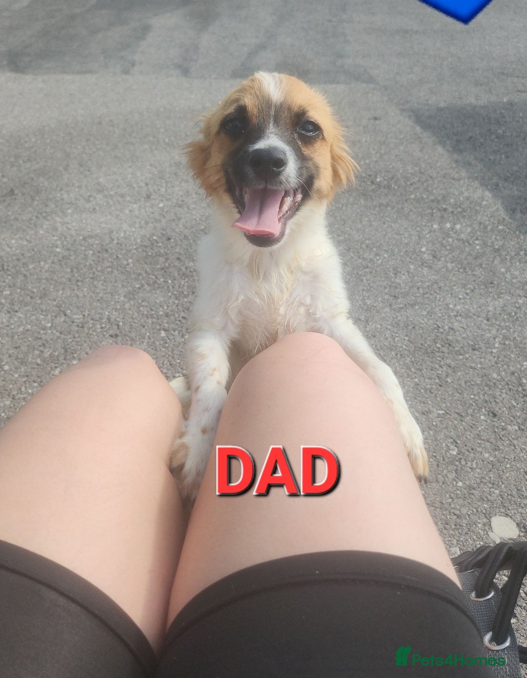 Mixed Breed dogs for sale: Looking for new lap  - Advert 3