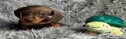 Miniature Dachshund dogs for sale: KC reg, PRA Clear Beautiful Natured Pups - Advert 6
