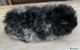Guinea Pig rodents for sale: Longhaired (alpaca) baby guinea pigs  - Image 1