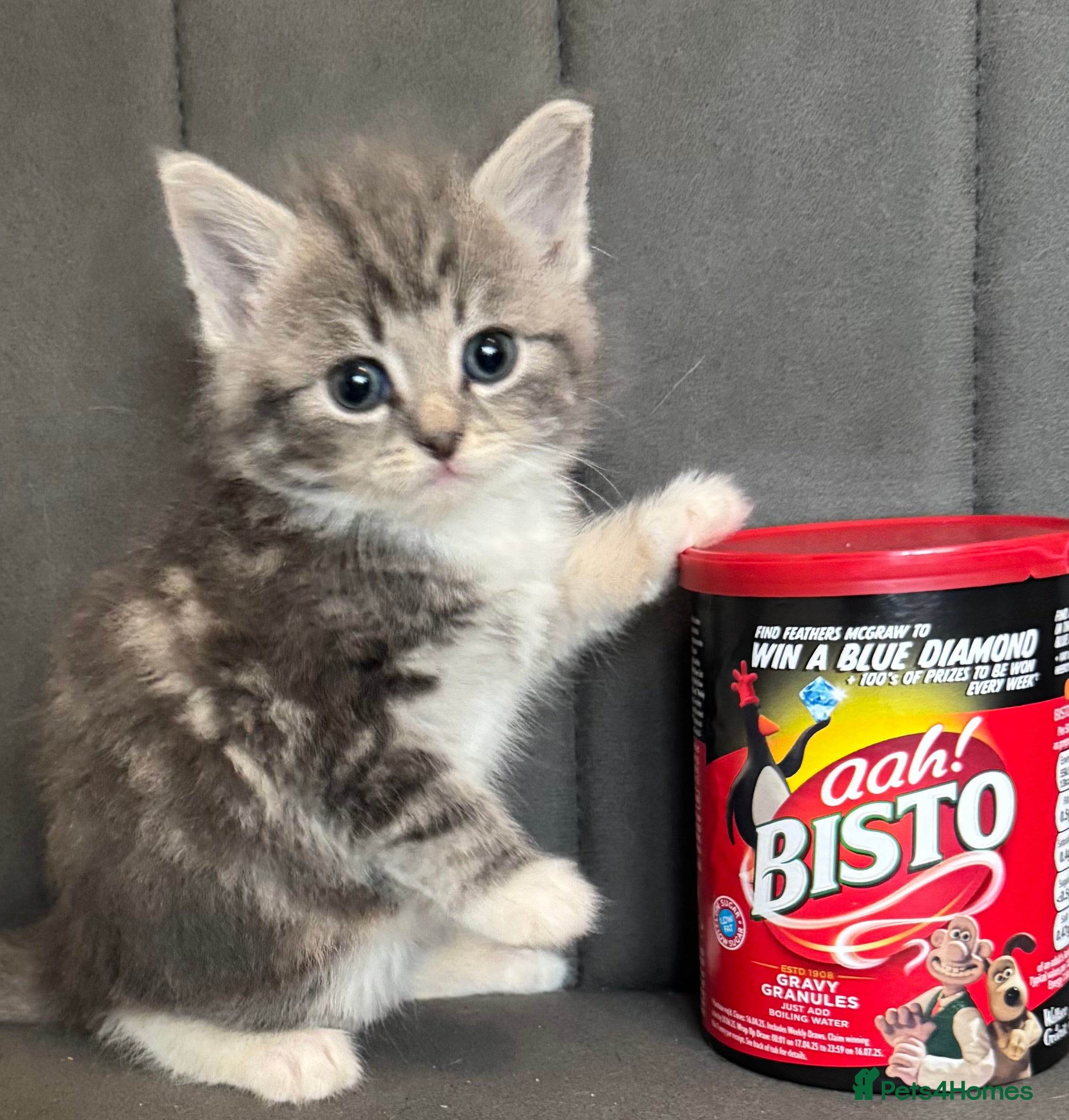 Mixed Breed cats Beautiful Hand-Reared British Blue Kittens - Advert 2