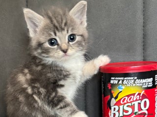Mixed Breed cats Beautiful Hand-Reared British Blue Kittens - Advert 1